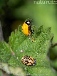 Attēlu rezultāti vaicājumam “Coccinella septempunctata imago”