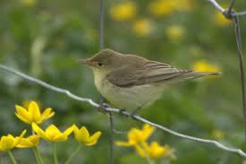 Attēlu rezultāti vaicājumam “Hippolais icterina adult”