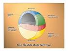 Chapter 14. Gastrulation and Neurulation