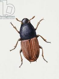 Attēlu rezultāti vaicājumam “Scolytus scolytus, Scolytus multistriatus”