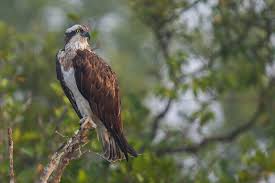 Image result for Pandion haliaetus