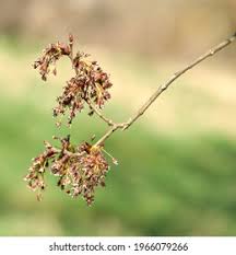 Attēlu rezultāti vaicājumam “Ulmus laevis flower”