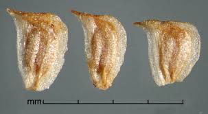 Attēlu rezultāti vaicājumam “Sagittaria sagittifolia”