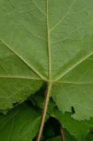 Attēlu rezultāti vaicājumam “Rubus parviflorus leaf”