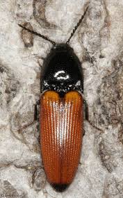 Attēlu rezultāti vaicājumam “Ampedus balteatus”