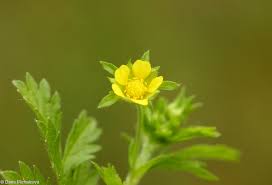 Attēlu rezultāti vaicājumam “Potentilla supina flower”