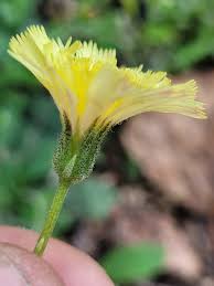 Attēlu rezultāti vaicājumam “Pilosella officinarum bud”