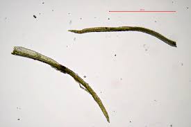 Attēlu rezultāti vaicājumam “Seligeria pusilla”