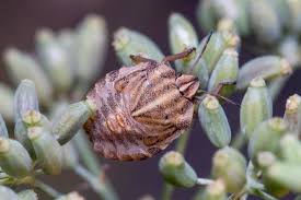 Attēlu rezultāti vaicājumam “Graphosoma lineatum nymph”