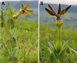 Attēlu rezultāti vaicājumam “Apocynaceae”