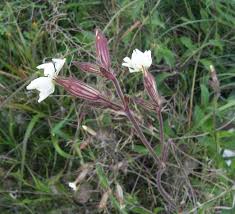 Attēlu rezultāti vaicājumam “Silene latifolia subsp. alba flower”