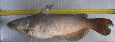 Image result for Ictalurus punctatus