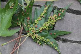 Attēlu rezultāti vaicājumam “Vasates quadripedes”