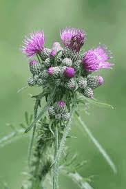 Attēlu rezultāti vaicājumam “Cirsium palustre flower”