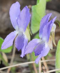 Attēlu rezultāti vaicājumam “Viola collina flower”