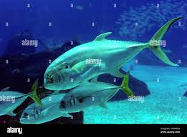 Image result for Caranx hippos