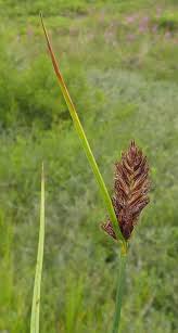 Attēlu rezultāti vaicājumam “Blysmus compressus fruit”