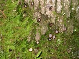 Attēlu rezultāti vaicājumam “Humaria hemisphaerica”