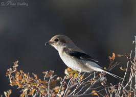 Attēlu rezultāti vaicājumam “Lanius excubitor”