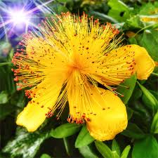 Image result for Johanniskraut