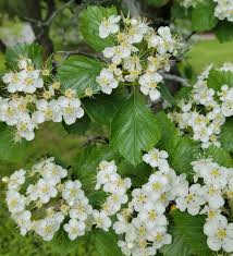 Attēlu rezultāti vaicājumam “Crataegus macracantha flower”