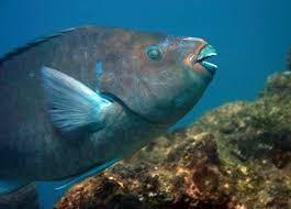 Image result for Scarus trispinosus