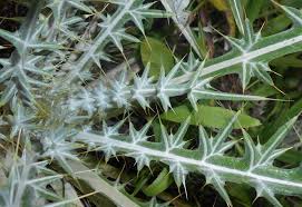 Image result for Ptilostemon afer