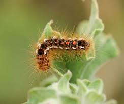 Attēlu rezultāti vaicājumam “Pyralididae”