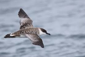 Image result for Puffinus gravis