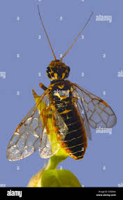 Attēlu rezultāti vaicājumam “Acantholyda posticalis”