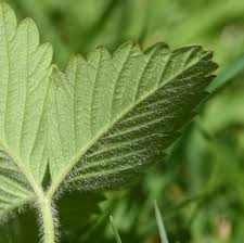 Attēlu rezultāti vaicājumam “Fragaria moschata”