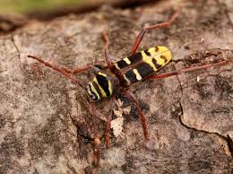 Attēlu rezultāti vaicājumam “Plagionotus detritus imago”