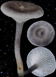 Attēlu rezultāti vaicājumam “Cantharellula umbonata”