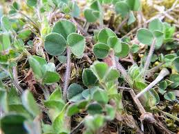 Attēlu rezultāti vaicājumam “Thymus pulegioides fruit”