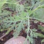 Attēlu rezultāti vaicājumam “Eschscholzia californica leaf”