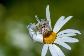 Attēlu rezultāti vaicājumam “Aranei”