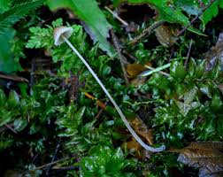Attēlu rezultāti vaicājumam “Mycena amicta”
