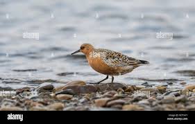 Attēlu rezultāti vaicājumam “Calidris canutus adult”
