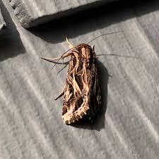 Attēlu rezultāti vaicājumam “Comatricha pulchella stalked”