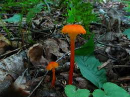Attēlu rezultāti vaicājumam “Hygrocybe cantharellus”