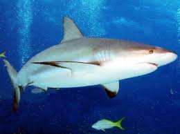 Image result for Carcharhinus perezii