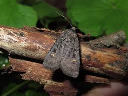 Attēlu rezultāti vaicājumam “Euxoa nigricans”