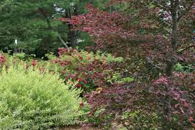 Attēlu rezultāti vaicājumam “Fagus sylvatica fo. purpurea male flower”