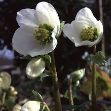 Attēlu rezultāti vaicājumam “Helleborus niger flower”