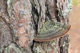Attēlu rezultāti vaicājumam “Phellinus chrysoloma”