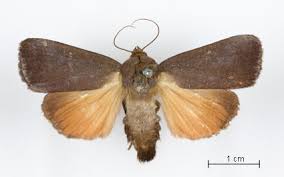 Attēlu rezultāti vaicājumam “Amphipyra livida”