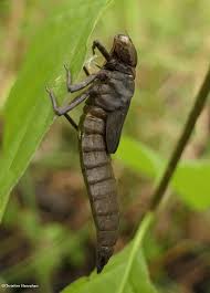 Attēlu rezultāti vaicājumam “exuvia”