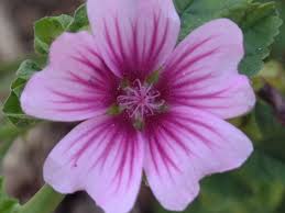 Image result for Malva sylvestris 'Zebrina'