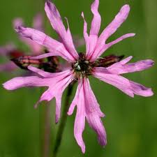 Image result for Lychnis flos-cuculi