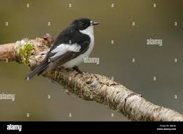 Attēlu rezultāti vaicājumam “Ficedula hypoleuca male”